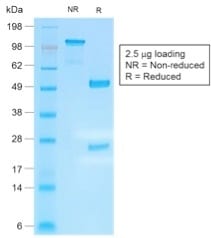 Human IgG4 Recombinant Monoclonal Rabbit Antibody (IGHG4/2042R)