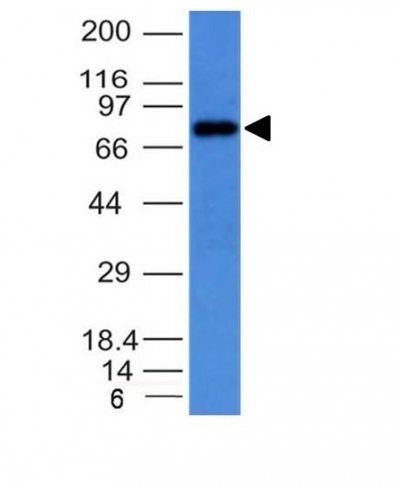 Human IgM Immunoglobulin Monoclonal Mouse Antibody (IM373)