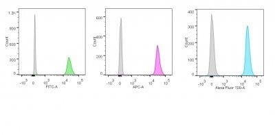 p55;50 EBV Early Antigen Monoclonal Mouse Antibody (1108-1)