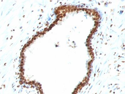 Rabies Monoclonal Mouse Antibody (Rab-50)