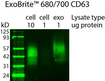 ExoBrite™ CD63 Western Antibody