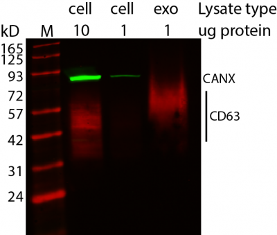 ExoBrite™ CD63 Western Antibody