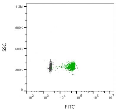 ExoBrite™ CD81 Flow Antibody