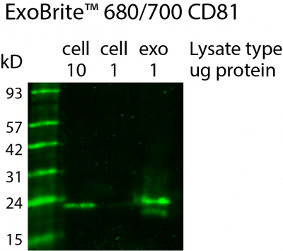 ExoBrite™ CD81 Western Antibody