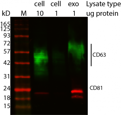 ExoBrite™ CD81 Western Antibody