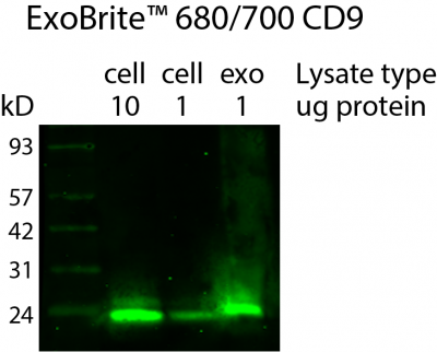 ExoBrite™ CD9 Western Antibody