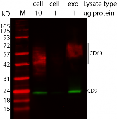 ExoBrite™ CD9 Western Antibody
