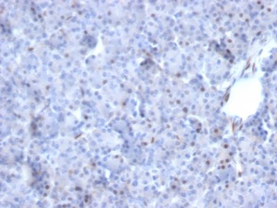 AKT1 Monoclonal Mouse Antibody (AKT1/2784)