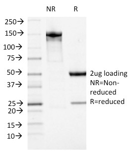 ATRX Monoclonal Mouse Antibody (23c)