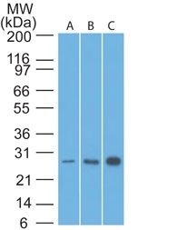 Bcl-2 Monoclonal Mouse Antibody (8C8)