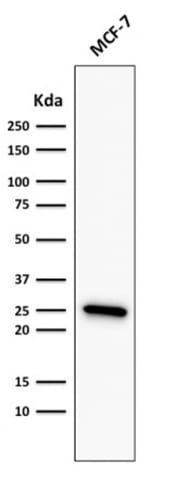 Bcl-2 Recombinant Monoclonal Mouse Antibody (rBCL2/782)