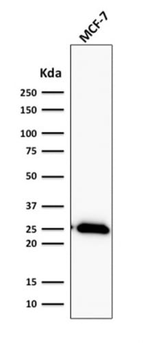 Bcl-2 Recombinant Monoclonal Rabbit Antibody (BCL2/2210R)
