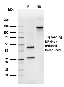 Bcl-2-like Protein 2 Monoclonal Mouse Antibody (CPTC-BCL2L2-2)