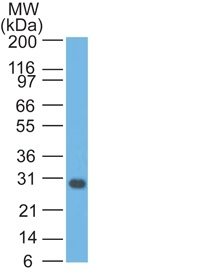 Bcl-x Monoclonal Mouse Antibody (2H12)