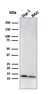 Beta-2 Microglobulin Monoclonal Mouse Antibody (BBM.1)