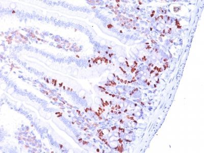 BrdU Monoclonal Mouse Antibody (BRD.3)