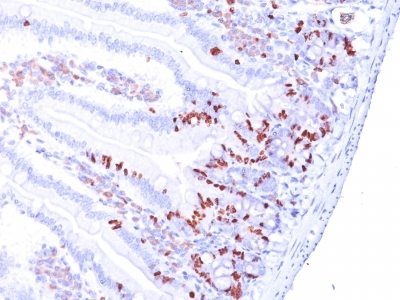 BrdU Monoclonal Mouse Antibody (BRD469 + BRD494 + BRD.3)