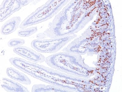 BrdU Monoclonal Mouse Antibody (BRD494)
