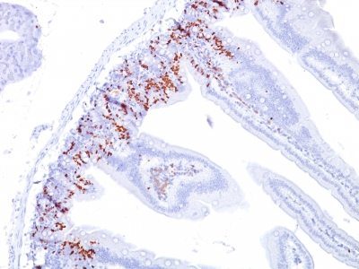 BrdU Monoclonal Mouse Antibody (BU20a)