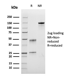 BrdU Recombinant Monoclonal Mouse Antibody (rBRD.3)