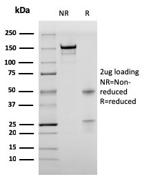 BrdU Recombinant Monoclonal Mouse Antibody (rBRD469)