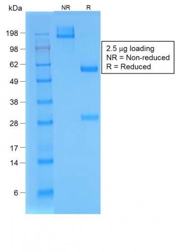 BrdU Recombinant Monoclonal Rabbit Antibody (BRD/1593R)