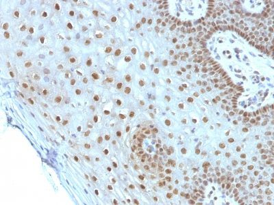 c-Myc Monoclonal Mouse Antibody (MYC275)