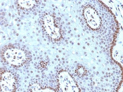 c-Myc Monoclonal Mouse Antibody (MYC909)