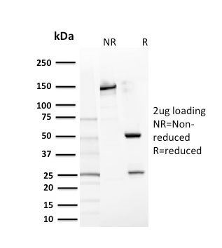 CD117 / c-Kit Monoclonal Mouse Antibody (KIT/2669)