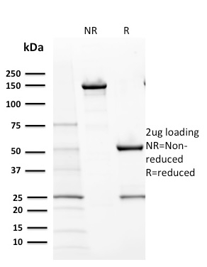 CD117 / c-Kit Monoclonal Mouse Antibody (KIT/2670)