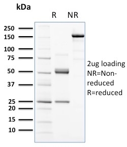 CD117 / c-Kit Monoclonal Mouse Antibody (KIT/2672)