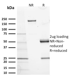 CD117 / c-Kit Monoclonal Mouse Antibody (KIT/2673)
