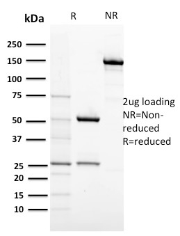 CD117 / c-Kit Monoclonal Mouse Antibody (KIT/2674)