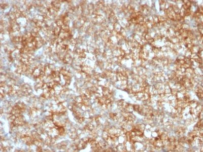 CD147 Monoclonal Mouse Antibody (CB43)