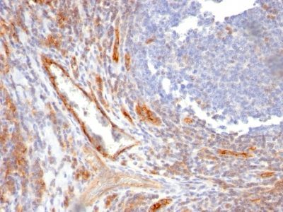 CD31 / PECAM-1 Monoclonal Mouse Antibody (C31.10)