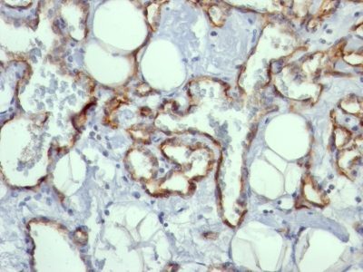 CD31 / PECAM-1 Monoclonal Mouse Antibody (C31.10)