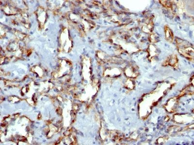 CD31 / PECAM-1 Monoclonal Mouse Antibody (C31.7)