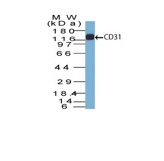 CD31 / PECAM-1 Monoclonal Mouse Antibody (C31.7)