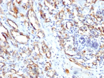CD31 / PECAM-1 Polyclonal Rabbit Antibody