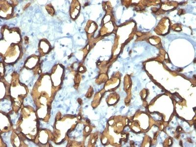 CD34 Monoclonal Mouse Antibody (HPCA1/763)
