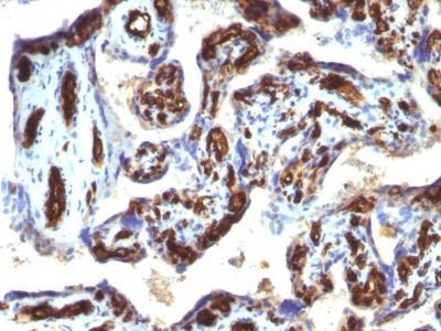 CD34 Monoclonal Mouse Antibody (HPCA1/763)