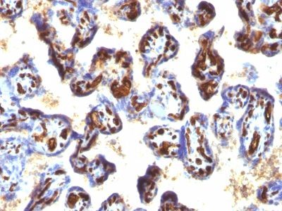 CD34 Monoclonal Mouse Antibody (QBEnd/10 + HPCA1/763)