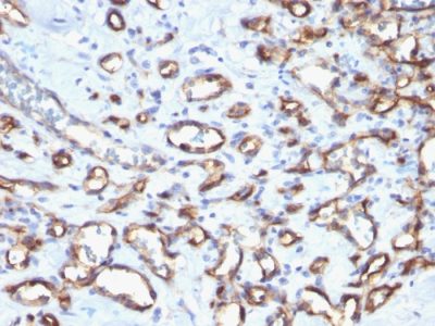 CD34 Polyclonal Rabbit Antibody (N/A)