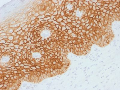 CD44v4 Polyclonal Rabbit Antibody