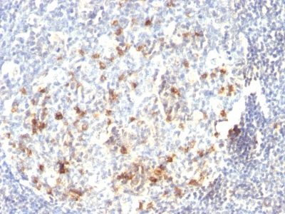 CD57 / B3GAT1 Monoclonal Mouse Antibody (HNK-1)