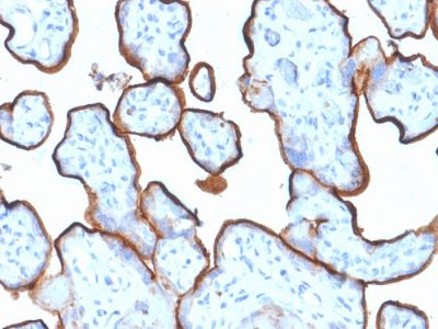 CD71 / Transferrin Receptor Monoclonal Mouse Antibody (TFRC/1839)