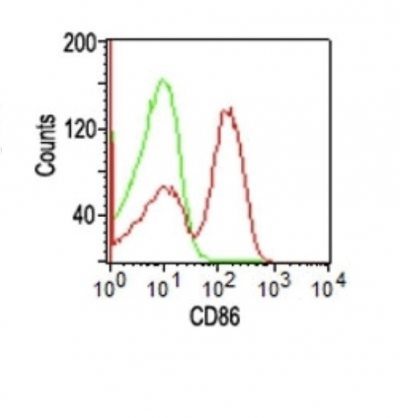 CD86 Monoclonal Mouse Antibody (BU63)