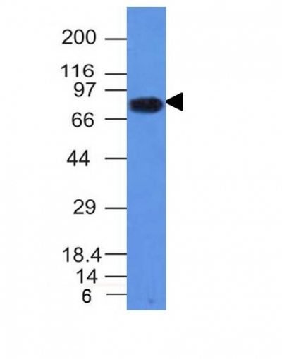 CD86 Monoclonal Mouse Antibody (C86/1146)
