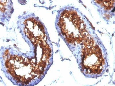 CD99 Monoclonal Mouse Antibody (MIC2/877)