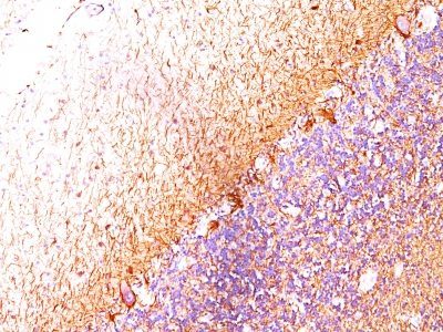CDw17 Monoclonal Mouse Antibody (H018.3G-6.F5)